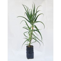 Pianta di Aloe Arborescens BIO